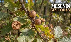 Meşe Mazısı Nedir? Böceğin Değil, Ağacın Eseri