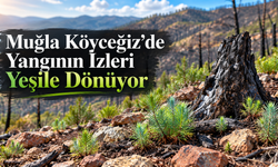 Muğla Köyceğiz’de Yangının İzleri Yeşile Dönüyor