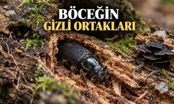 Odun Böcekleri Sert Odunu Nasıl Sindiriyor?