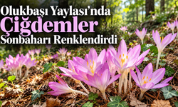 Olukbaşı Yaylası’nda Çiğdemler Sonbaharı Renklendirdi