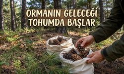 Ormancılıkta Doğru Tohum Seçimi Geleceği Belirliyor