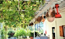 Osmaniye Mitisin Yaylası’ndan Sonbahar Manzaraları