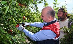 Osmaniye Valisi Serdengeçti, Hicaz Narı Hasadına Katıldı