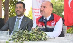 Osmaniye Valisi Serdengeçti Zeytin Rekoltesini Açıkladı