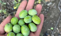 Osmaniye’de 2026 Zeytin Sezonu Başladı