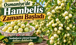 Osmaniye’de Hambelis Zamanı: Dallar Meyveyle Doldu