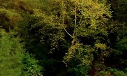 Osmaniye’de Kengerli’den Çona’ya Yayla Yolculuğu
