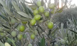 Osmaniye’de Zeytin ve Zeytinyağı Üretiminin Yolculuğu
