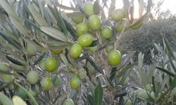 Osmaniye’de Zeytin ve Zeytinyağı Üretiminin Yolculuğu