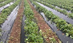 Silifke’de Dolu Zararı İçin Ziraat Odası Sahaya İndi