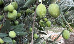 Tarsus’un Meşhur Sarıulak Zeytini Neden Bu Kadar Özel?