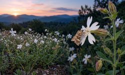Türkiye’de Gıcıgıcı Çiçeğinin Gece Yayılan Kokusu