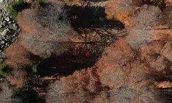 Yirce Kayın Ormanı'nda Sonbahar Manzarası Görenleri Büyülüyor