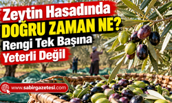 Zeytin Hasadında Doğru Zaman Ne? Rengi Tek Başına Yeterli Değil