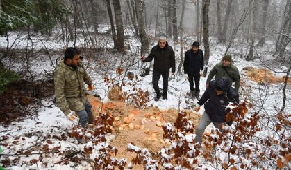 Osmaniye Belediyesi'nden Kışın Yaşam Mücadelesi verenHayvanlar İçin Önemli Adım