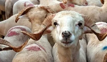 Kurban Bayramı'na Hazırlık: Koyun Fiyatları Belli Oldu!