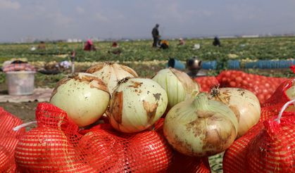 Kümbet Ovası’nda Çiftçiler Zor Durumda: Ürünler Tarlada Kaldı!