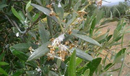 Pamuk Üreticisine Kâbus Yayılması Durmazsa Tarlalar Yok Olacak