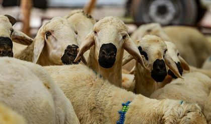 Osmaniye'de Kurbanlık Fiyatı Belirsizliği