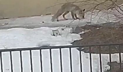 Bayburt’ta yiyecek arayan bir tilki yerleşim alanını mesken tuttu