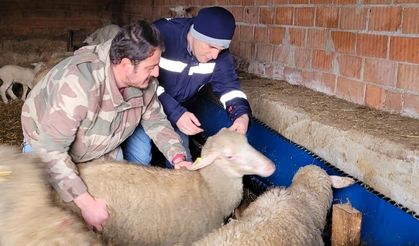 Pınarhisar’da küçükbaş hayvanların küpeleri takıldı