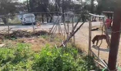 Aslantaş Barajı’na Başıboş Köpekler Bırakıldı, Halk Şikayetçi!