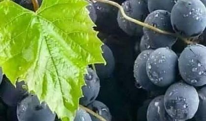 Karadeniz’in Eşsiz Lezzeti  Kokulu Üzüm Artık Kuşlar Vadisi’nde!