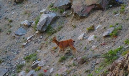 Artvin'de baraj gölü kıyısına inen yaban keçileri görüntülendi