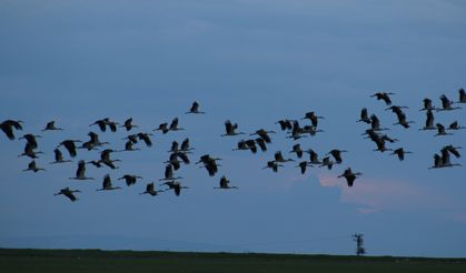 Baharın müjdeleyicisi leylekler, Tuz Gölü'nü mesken tuttu