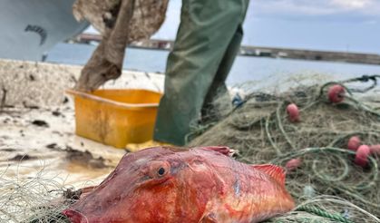 Karadeniz'de nadir görülen fener ve kırlangıç balığı ağlara takıldı