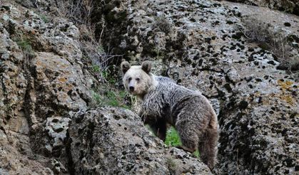 Pülümür’de Ayı Saldırısı: Köpekler Kurtardı