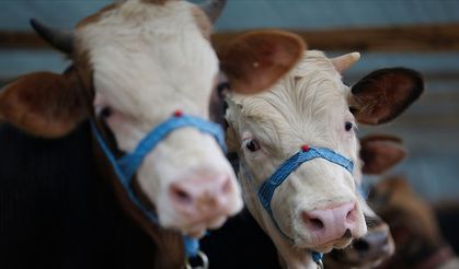 Hakkari’de Şap Hastalığı: Hayvan Hareketleri Yasaklandı