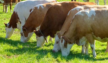 Şap Alarmı Kuyucak’ta! 13 Mahalle Karantinada