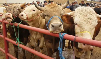 Kurbanlık Uyarısı!  Gebe ve Zayıf Hayvan Kesilmesin