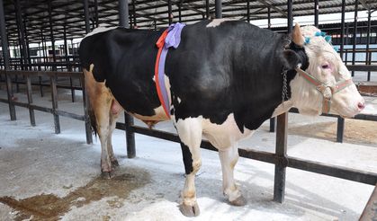 Kütahya’da Dev Tosuna Rekor Fiyat