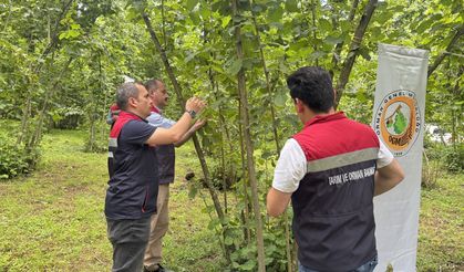 Artvin'de kahverengi kokarcayla mücadele edecek samuray arıları doğaya salındı