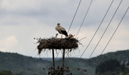 Doğadaki plastik atıklar yavru leylekleri de tehdit ediyor