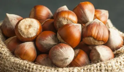 Başkan İbaş Açıkladı TMO’dan Bu Rakam Bekleniyor!