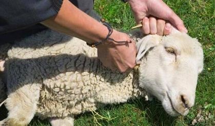 Osmaniye’de Kurban Kesimi Başladı