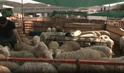 Bornova Pazarı’nda Besici Umduğunu Bulamadı