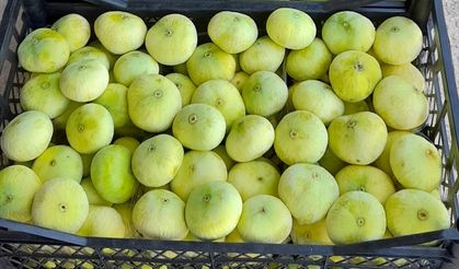 Bereketli Topraklarda Yetişen Altın Meyve