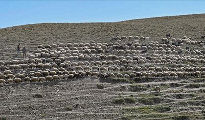 Van’da Besiciye 235 Bin Koyun Desteği