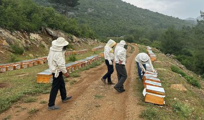 Adıyaman Balında Yeni Sezon: Fiyatlar Netleşti