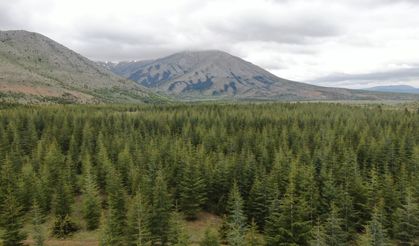 Kayseri’de Ormanlara Giriş Yasaklandı