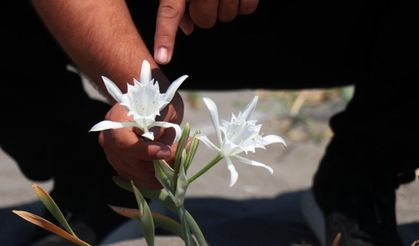 Kum Zambağına Zararın Bedeli Ağır