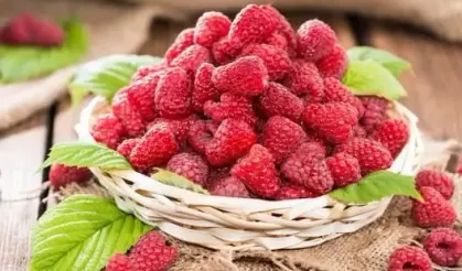 Lif Deposu Ahududu! Bir Avucu 8 Gram Lif Sağlıyor