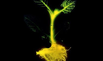 Çinli Araştırmacılar “Işık Yayan Bitki” Üretti: Gece Lambası Gibi Parlıyor