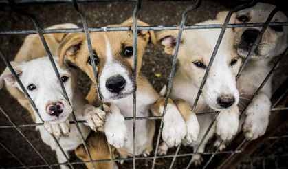 Gümüşhane’de Hayvan Barınağında “Ölüm” İddiası Valilikten Soruşturma
