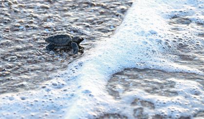 Antalya'da caretta caretta yavrularının denizle buluşmaları görüntülendi