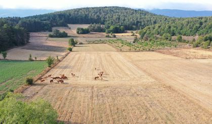 Bolu Dağı'ndaki yılkı atları taylarıyla görüntülendi